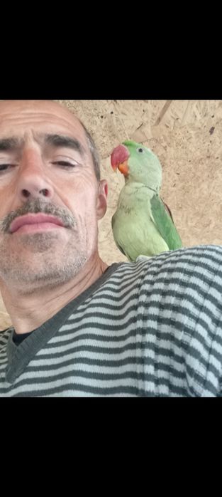 Vând marele Alexandru blânzi și pentru reproducere