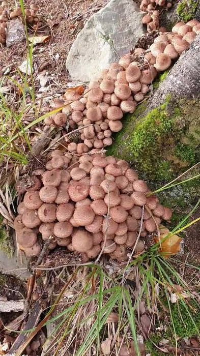 Vând opintici de toamnă ‼️