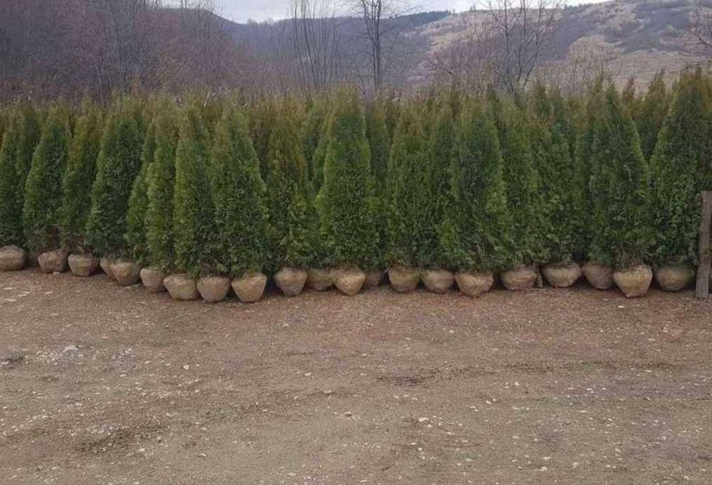 Plante pentru Gard Viu Dens – Transport și Montaj la Tine Acasă