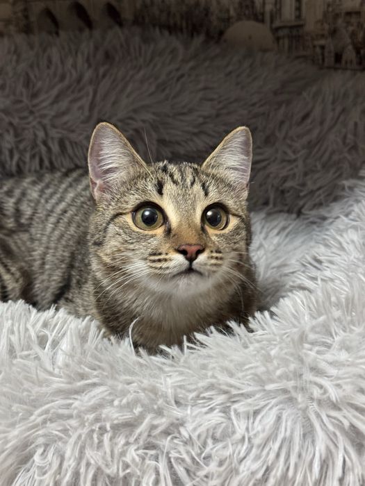 Котенок девочка