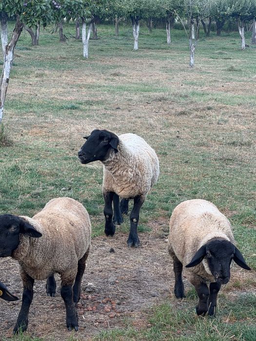 Oi Suffolk de vanzare