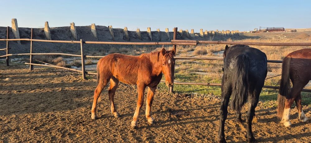 Продам жиребчика полутяжа