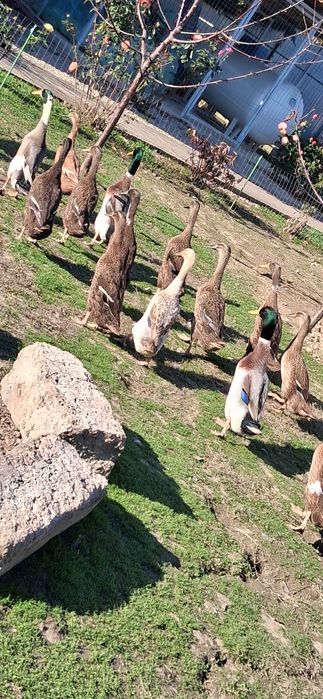 Rațe indiene exotice