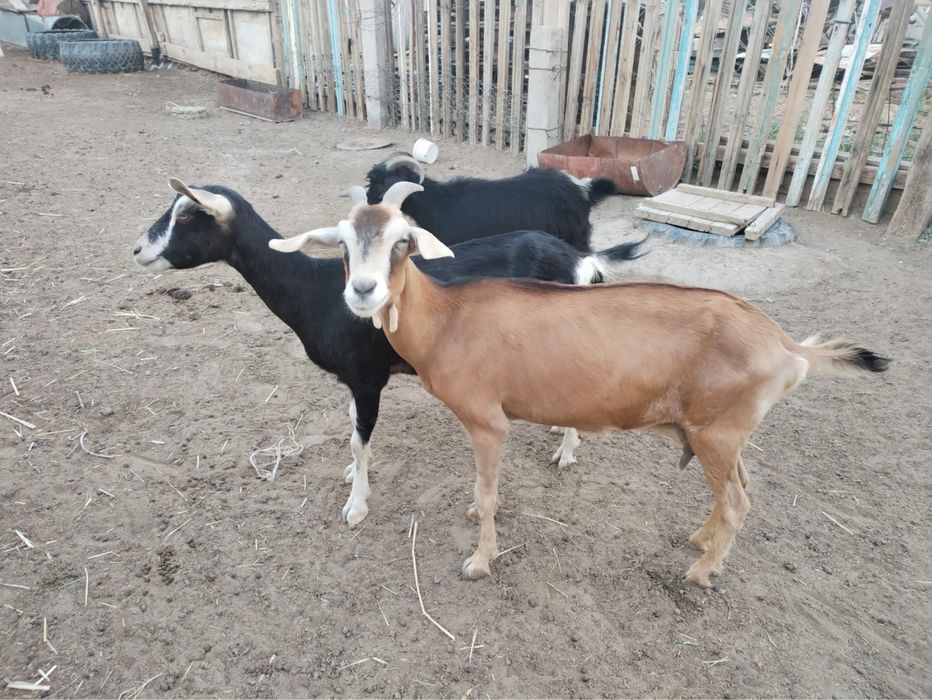 Ешкі сауынды,  туша өте жақсы бағада