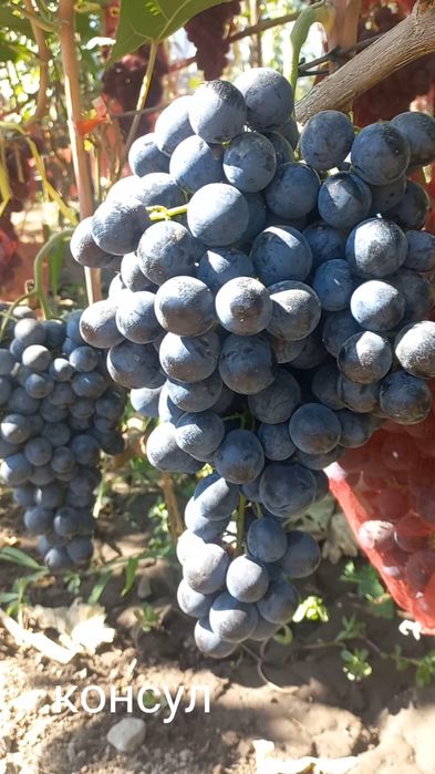 Продам черенки и саженцы винограда