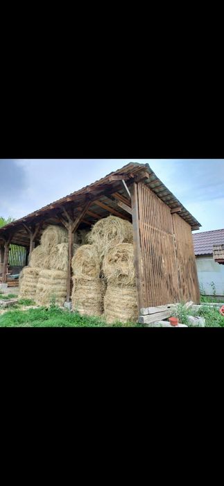 Baloti fan 250-500 Rotunzu 40 Fan or Lucerna.La TIR>RO Ferma chirie

Baloti se aduc pe garantie.
Uferim si cerem seriozitate. 
Nu ducem la BUCATA

Doa