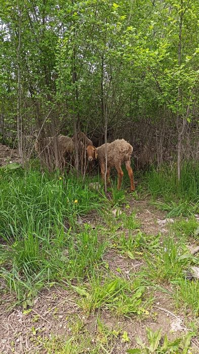 Продам торг будет