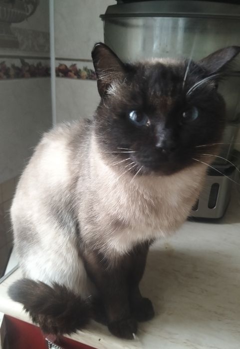 Найдена кошечка в районе Химгородков