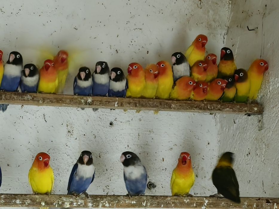 Vand Agapornis personata originali