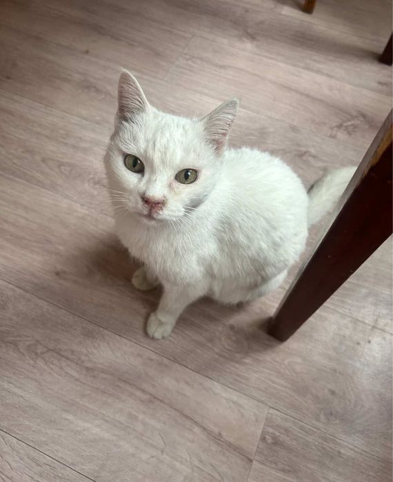 Кошка в добрые руки