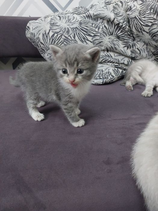 Котята бесплатно