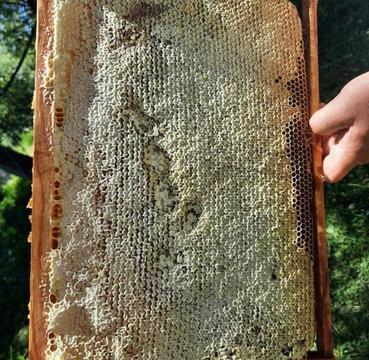 Продам мед со своей пасеки