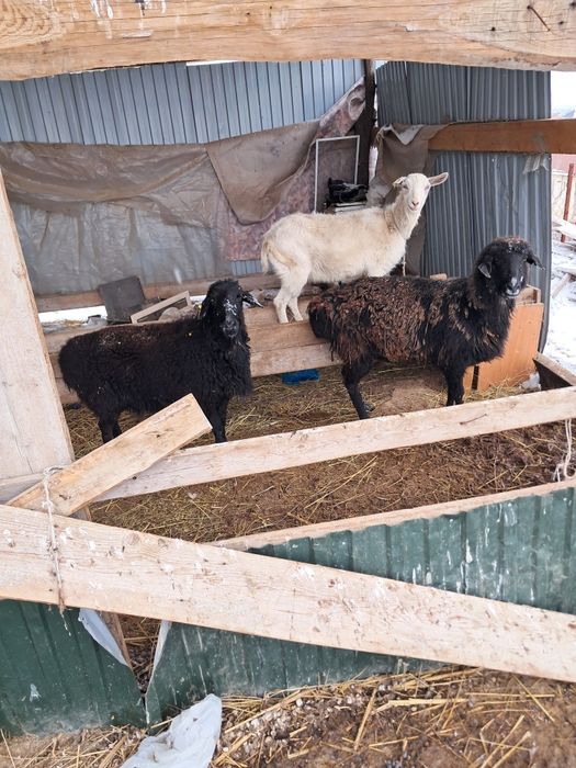 семыз қой сатылады