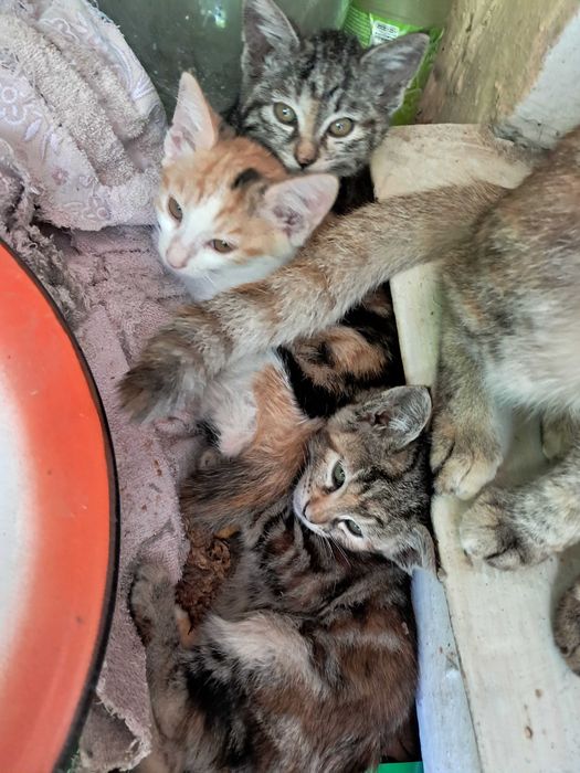 Домашние котята девочки в добрые руки