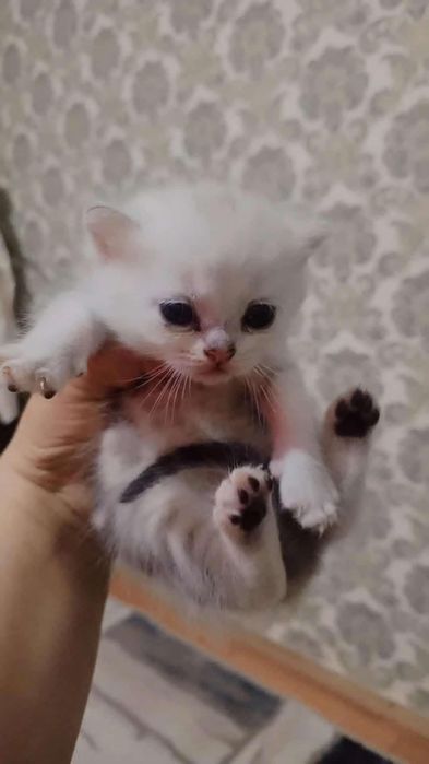 Сотилади тоза зотли мушукчала ишончли