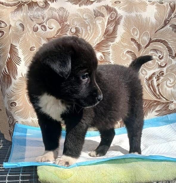 Красавицы девочки частично с лабрадором ищут дома