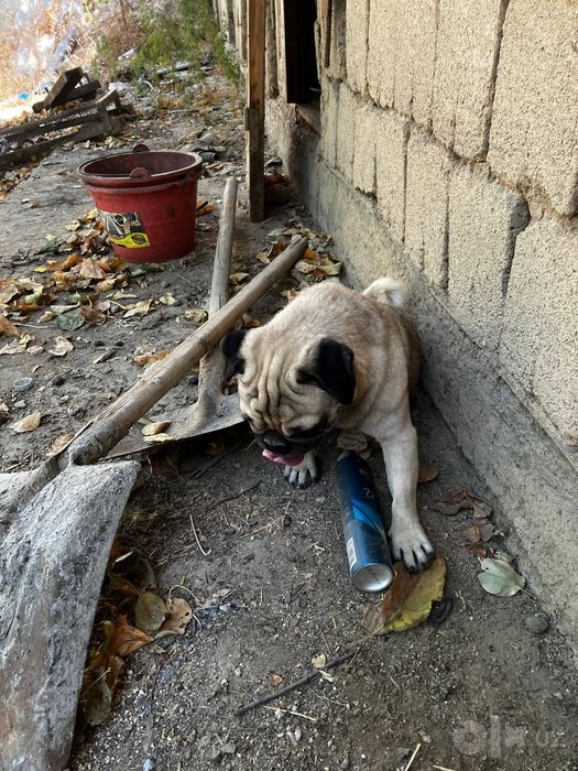 Mops собака дамашний