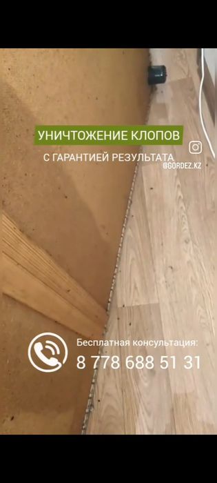 Дезинфекция клопов