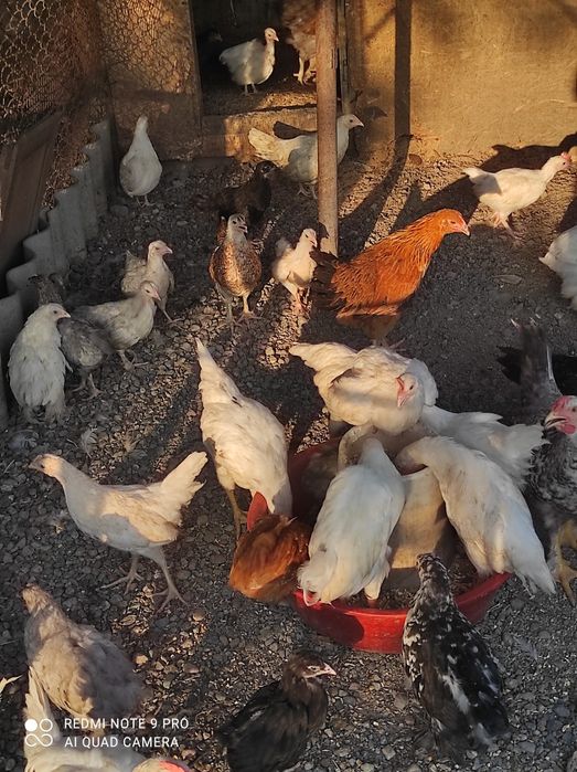 Продам курей разных