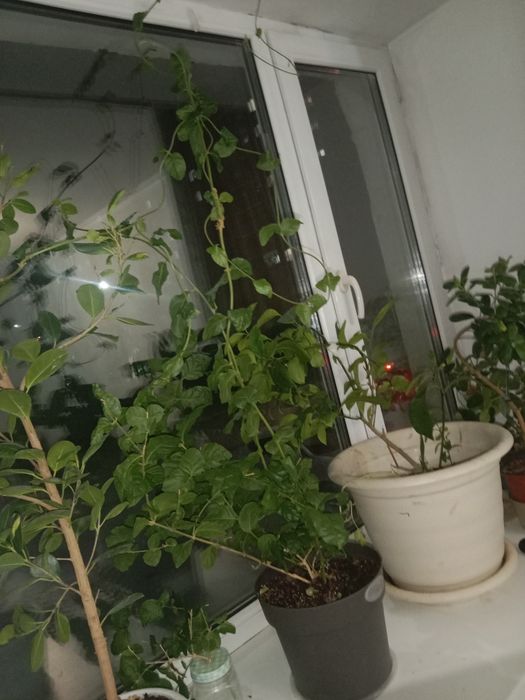 Продам цветы растения