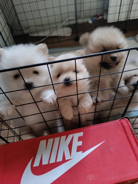 Продам щенков породы: Шпиц