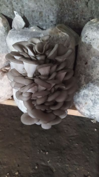 Qoziqorin urug'lari sotiladi