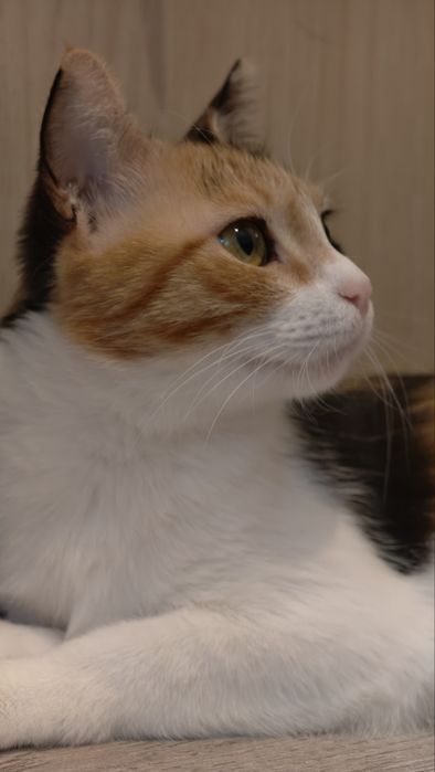 Трёхцветная кошечка