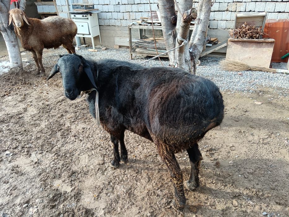 Животные только на кукурузах от кормленна больше чёрного мясо