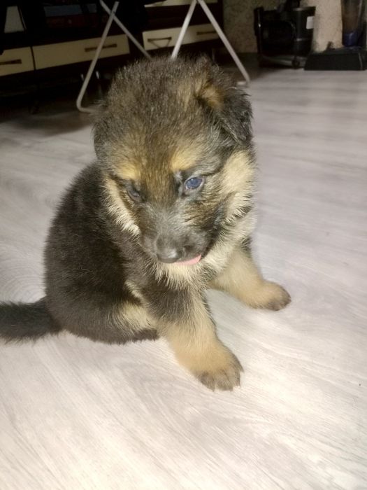 Щенки немецкой овчарки