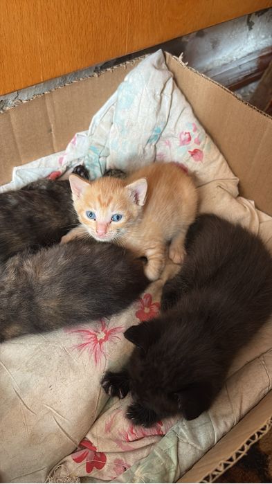 Котенки милые даром,девочки