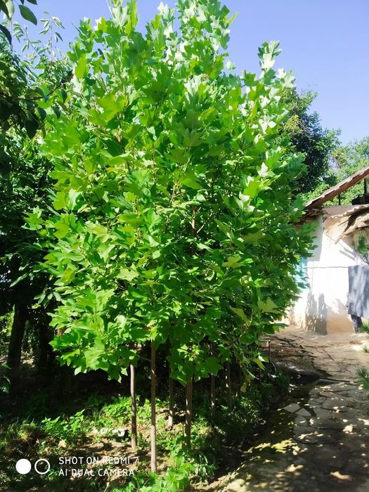 Manzarali daraxtlar sotladi