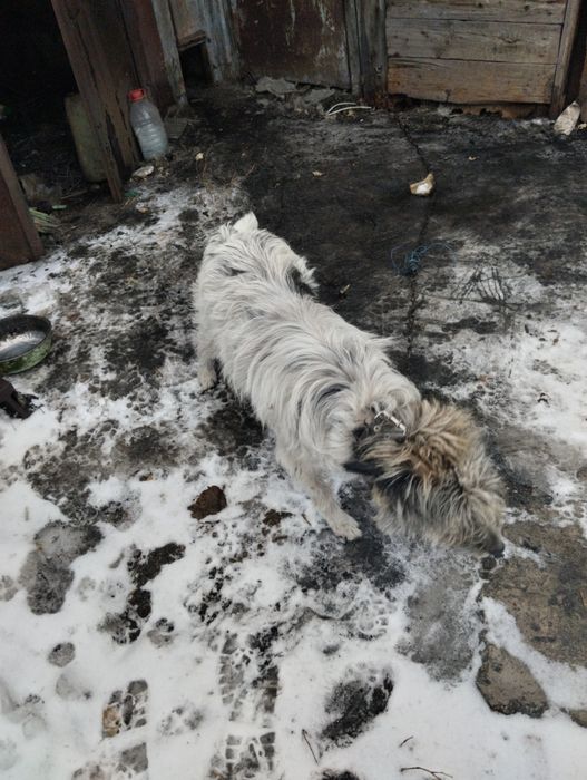 Отдам собаку в хорошие руки