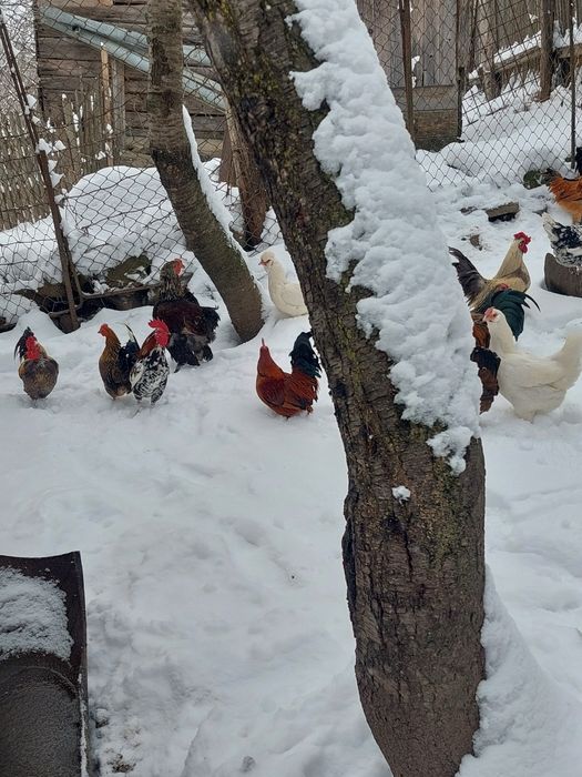 Vand iepuri diferite rase și găinușe de talie mică