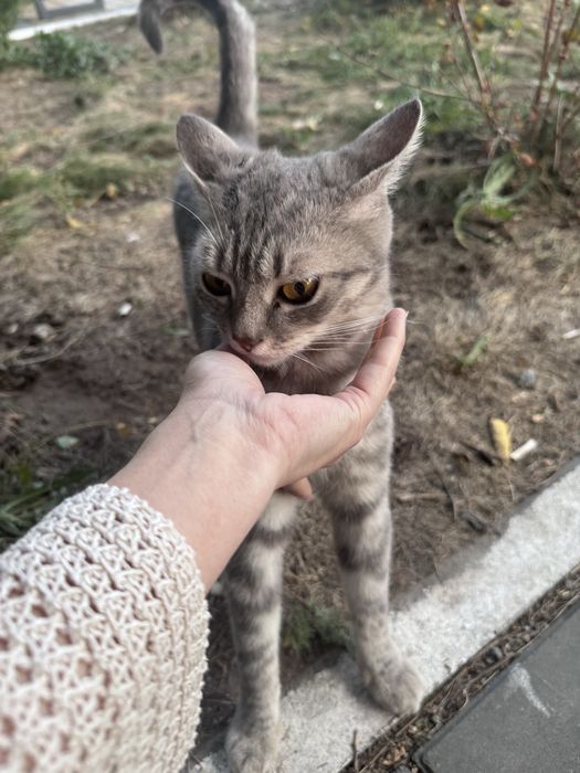 Срочно Пристраиваются кошки