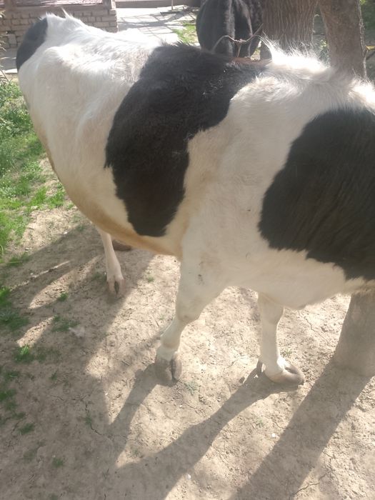 Sigir sotiladi boʻgʻoz