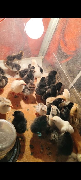 Продаются цыплята двухдневные