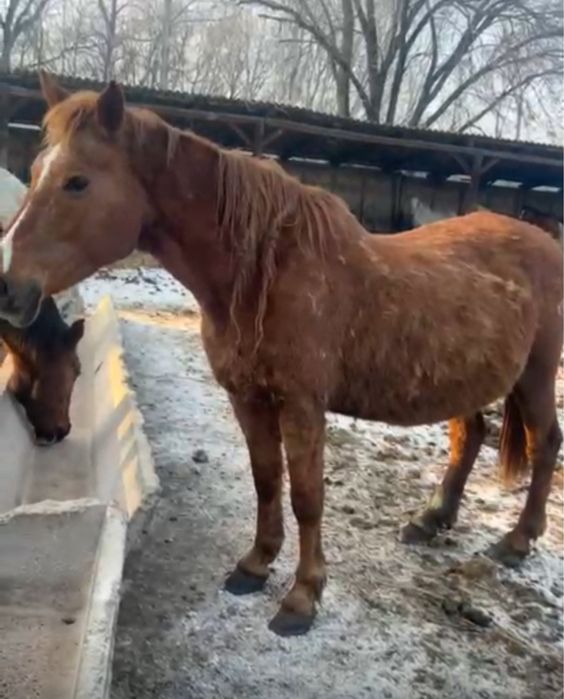 Кобылы с откорма