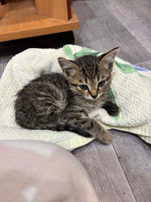Котенок ищет дом
