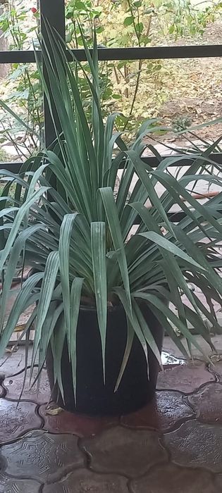 Цветы растения