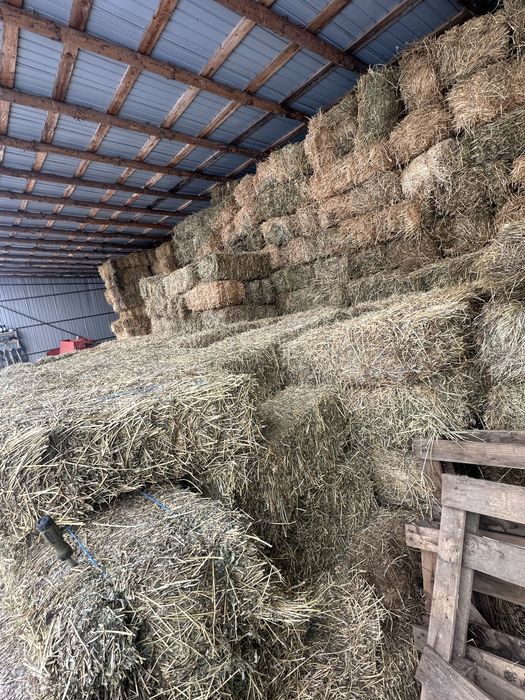 Baloti lucerna, lucerna curata