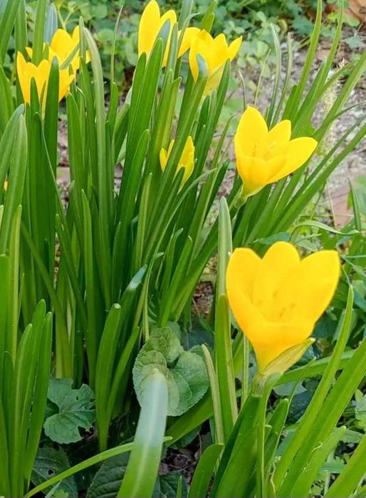 Луковици минзухар жълт есенен