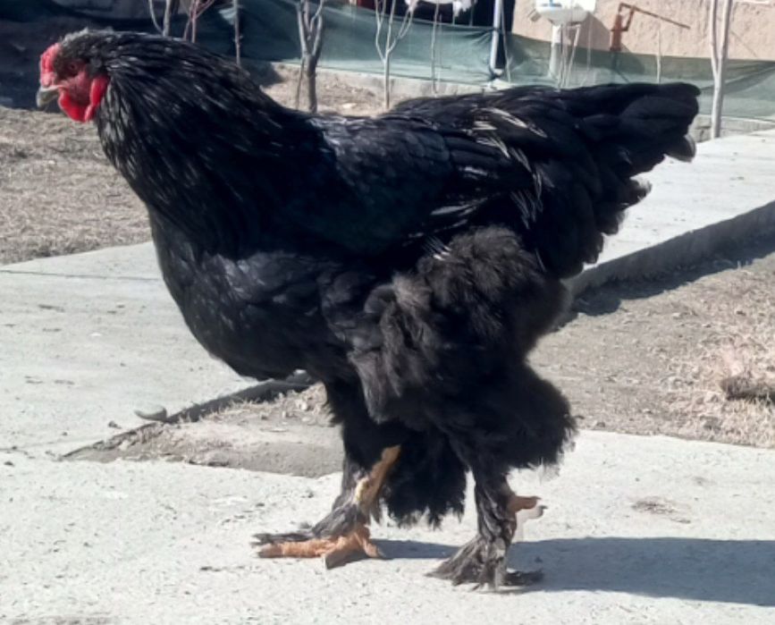 Tozza zotli brama xoʻroz