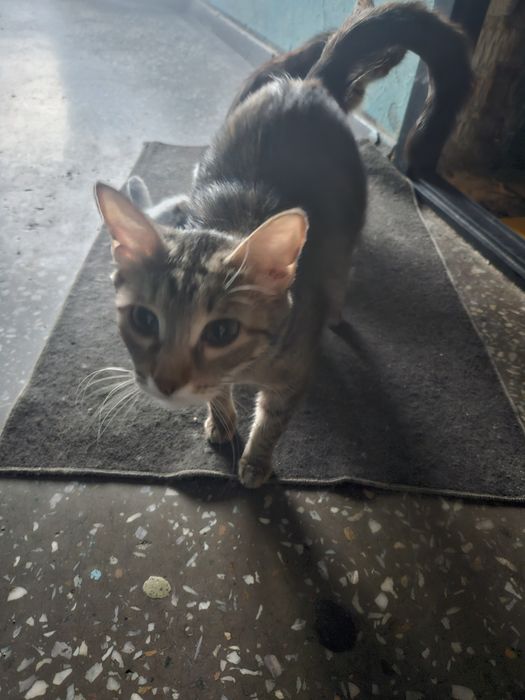 Кошки в хорошие руки