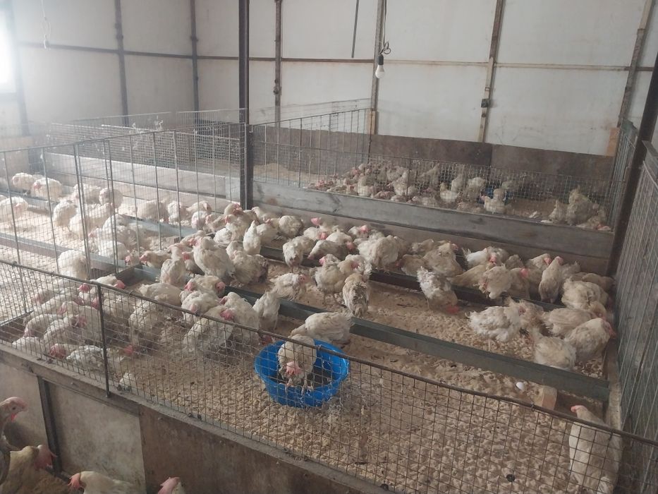 Куры несушки белые в наличии