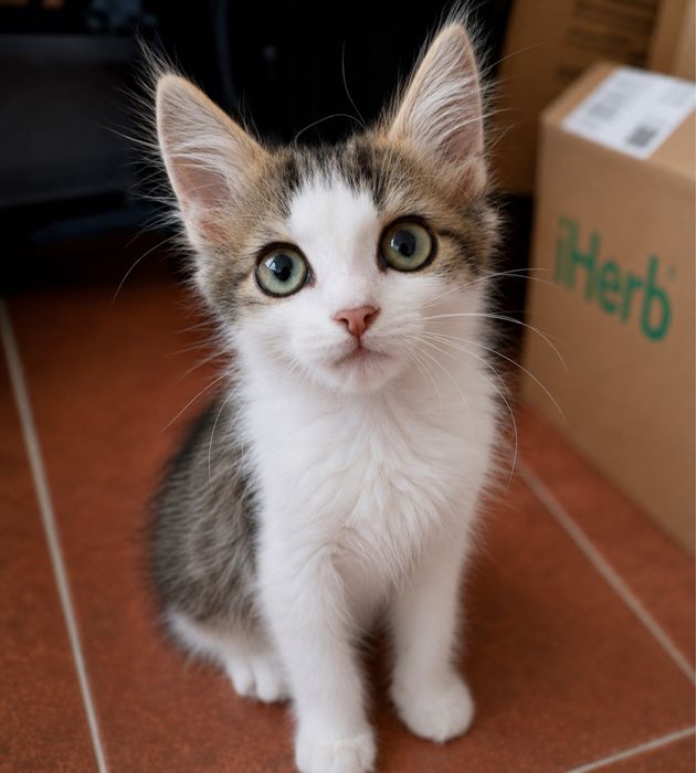 Котопринцесса в добрые руки королевы!