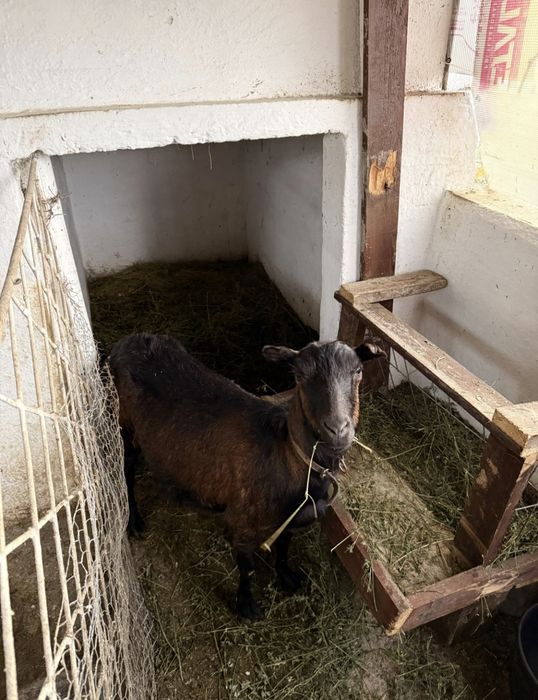 Capra alpina franceza gestanta