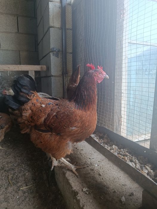 тауик 9 штук 1милион