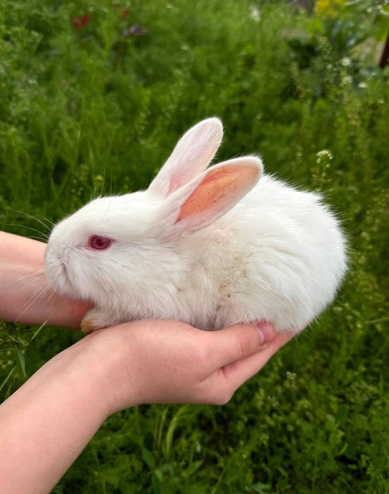 Кролики по 35 тыс сум