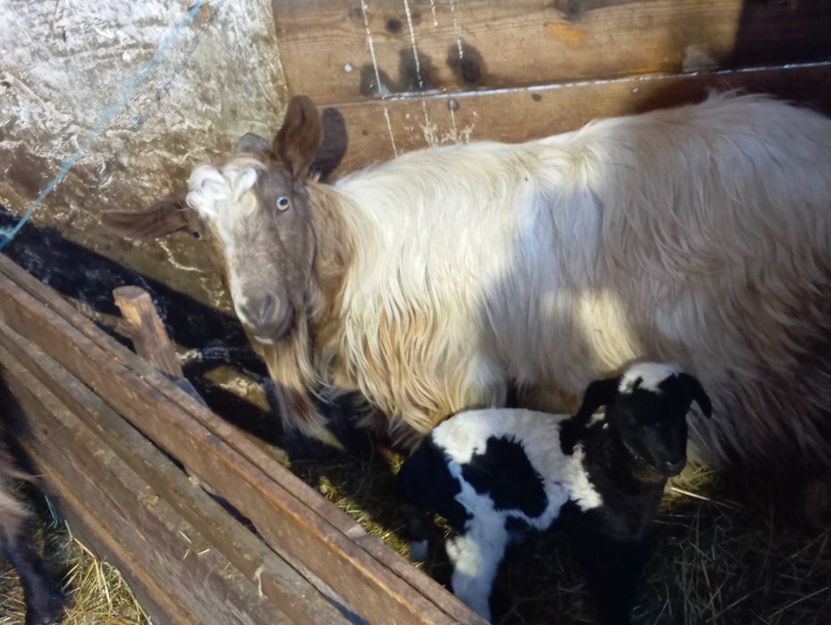 Capre tinere gestante