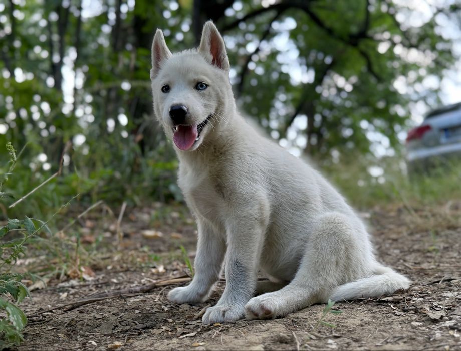 Femela husky siberian!